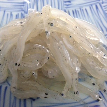 七ケ浜産 白魚